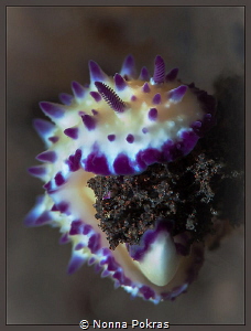 Bumpy mexichromis by Nonna Pokras 